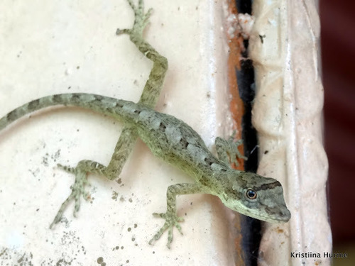 Anolis tolimensis