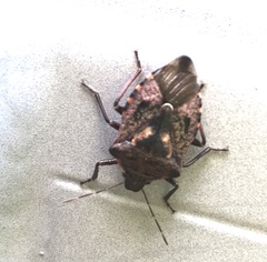 Podisus serieventris