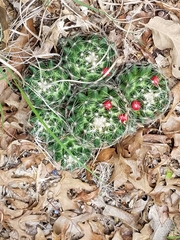 Escobaria missouriensis