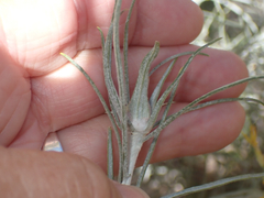 Gnorimoschema octomaculella