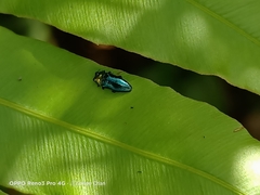 Endelus cupido