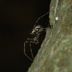 Drapetisca alteranda