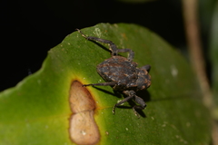 Paleticus subereus