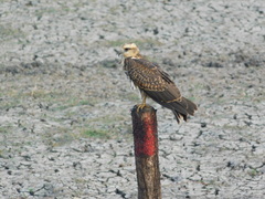 Rostrhamus sociabilis