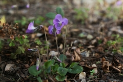 Viola obtusa