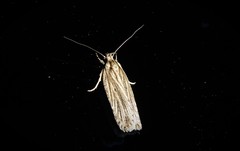 Agonopterix umbellana
