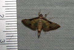 Marasmia