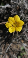 Sisyrinchium graminifolium