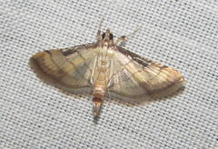Marasmia