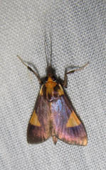 Ulopeza conigeralis