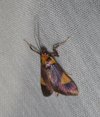 Ulopeza conigeralis