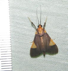 Ulopeza conigeralis