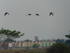 Dendrocygna autumnalis