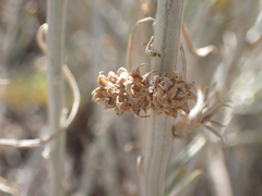 Rhopalomyia utahensis