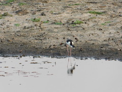 Himantopus mexicanus