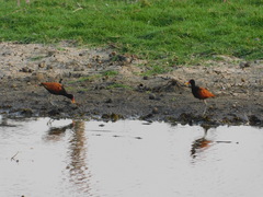 Jacana jacana
