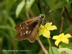 Polytremis lubricans