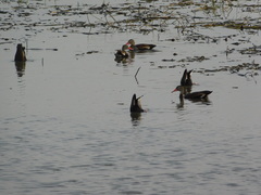 Dendrocygna autumnalis