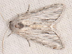 Cucullia cucullioides