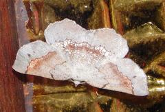 Drepanogynis mixtaria