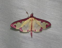 Cadarena pudoraria