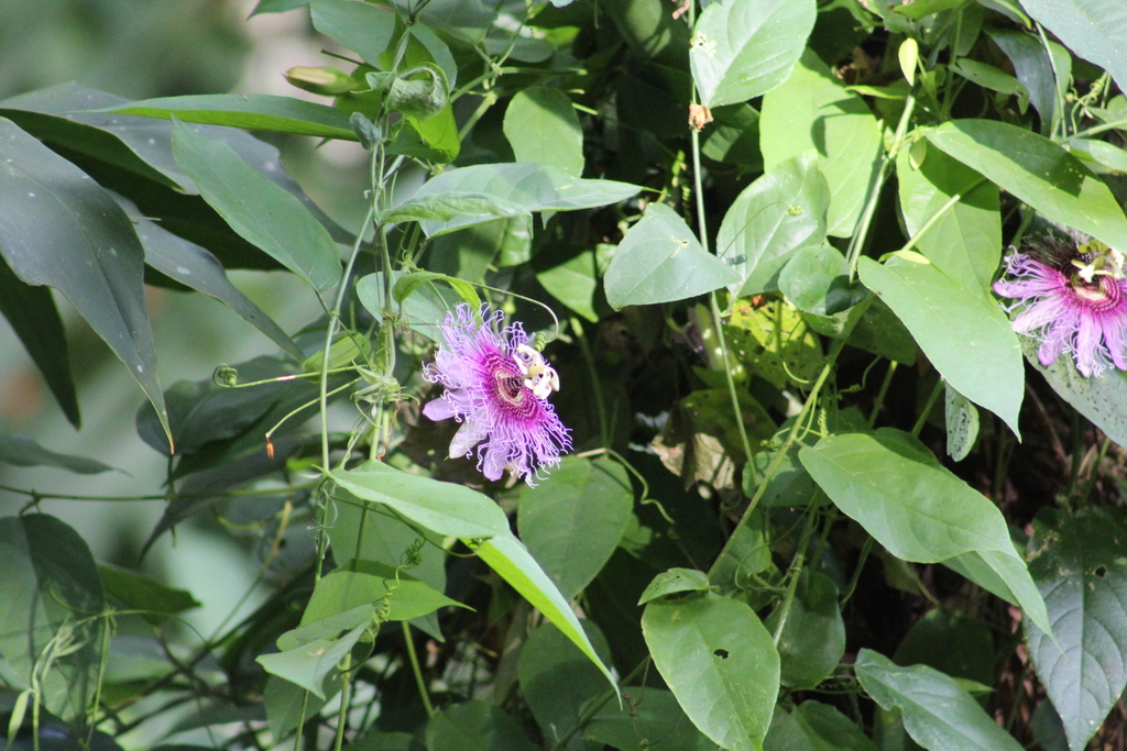 Passiflora serratifolia