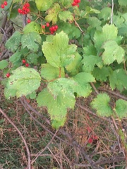 Viburnum opulus americanum
