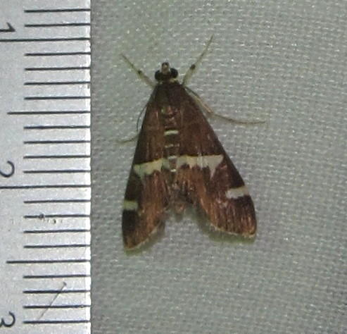 Pyrale de la Betterave