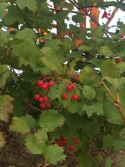 Viburnum opulus americanum