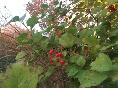 Viburnum opulus americanum