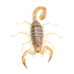 Paruroctonus borregoensis