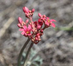 Jatropha cathartica