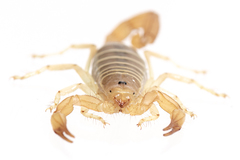 Paruroctonus borregoensis