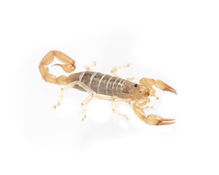 Paruroctonus borregoensis