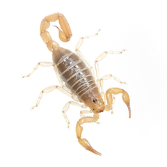 Paruroctonus borregoensis
