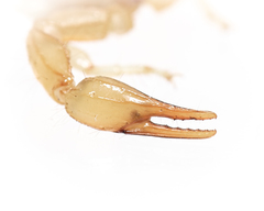 Paruroctonus borregoensis