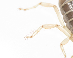 Paruroctonus borregoensis