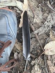 Patagioenas