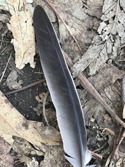 Patagioenas