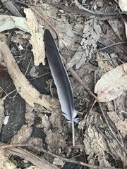Patagioenas