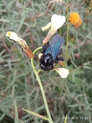 Xylocopa