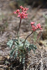 Jatropha cathartica