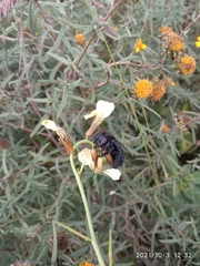 Xylocopa