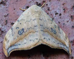 Drepana falcataria