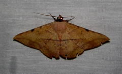 Hypopyra capensis