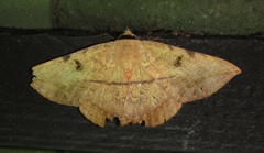 Hypopyra capensis