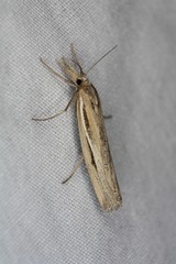 Thaumatopsis pexellus