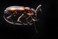 Coleoptera