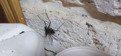 Phrynus operculatus