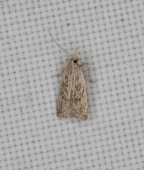 Helcystogramma chambersella